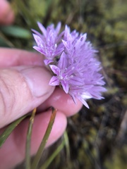 Allium crenulatum