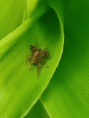 Araneomorphae