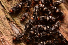 Cerastipsocus trifasciatus