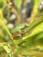 Hyla japonica