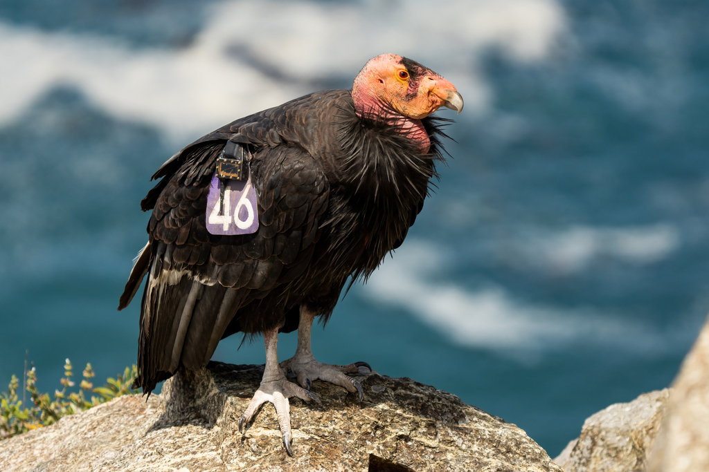 California Condor (The California 24 for 2024) · iNaturalist