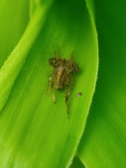 Araneomorphae