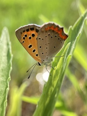 Lycaena phlaeas daimio