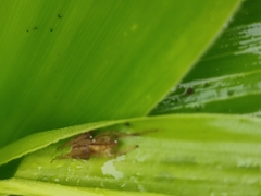 Araneomorphae