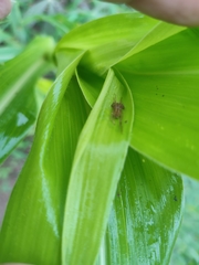 Araneomorphae