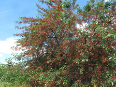 Prunus × gondouinii