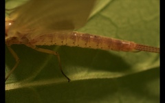 Potamanthus luteus