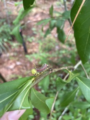 Anisota pellucida