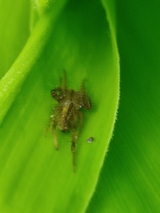 Araneomorphae
