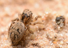 Habronattus texanus