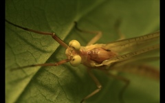 Potamanthus luteus