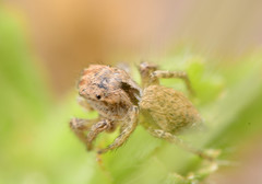 Habronattus texanus
