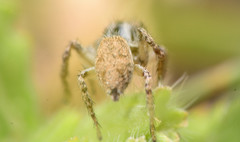 Habronattus texanus