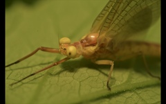 Potamanthus luteus