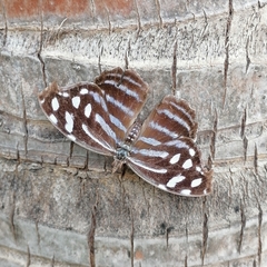 Myscelia cyaniris alvaradia