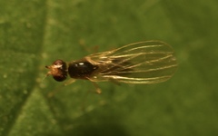 Anthomyzidae