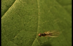 Anthomyzidae