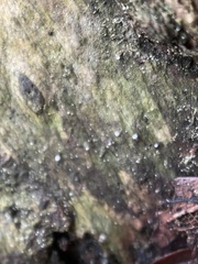 Dictyocatenulata alba