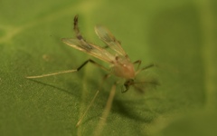 Stenochironomus
