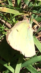 Colias