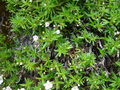 Veronica linifolia