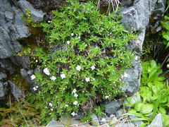 Veronica linifolia