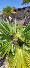 Pritchardia