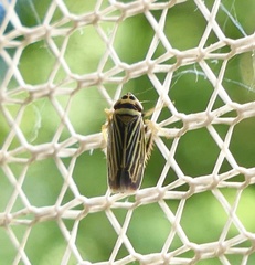 Amblysellus curtisii