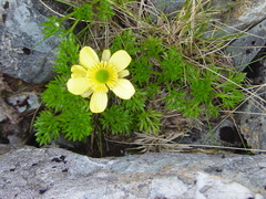 Ranunculus sericophyllus