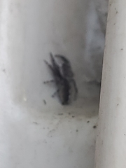 Platycryptus