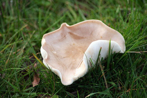 Sweetbread Mushroom