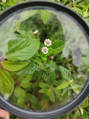 Phyla lanceolata