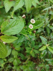 Phyla lanceolata