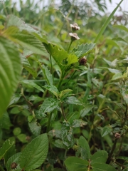 Phyla lanceolata