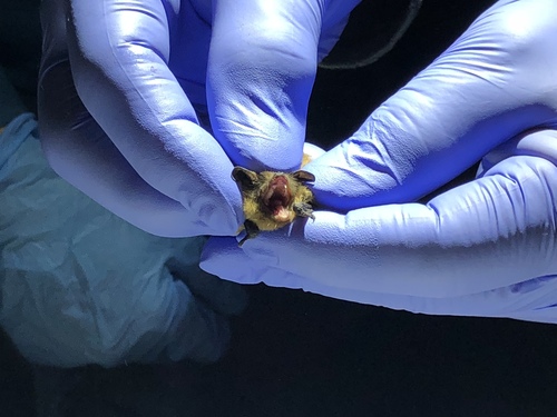iNaturalist observation photo of California Myotis