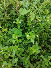 Phyla lanceolata