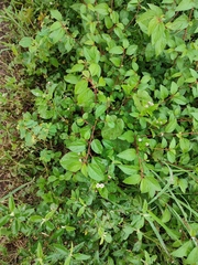 Phyla lanceolata