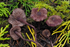 Pseudobaeospora deckeri