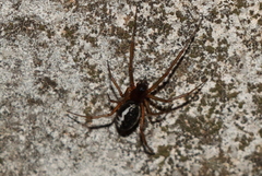 Frontinellina frutetorum