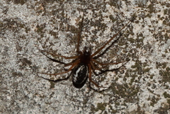 Frontinellina frutetorum