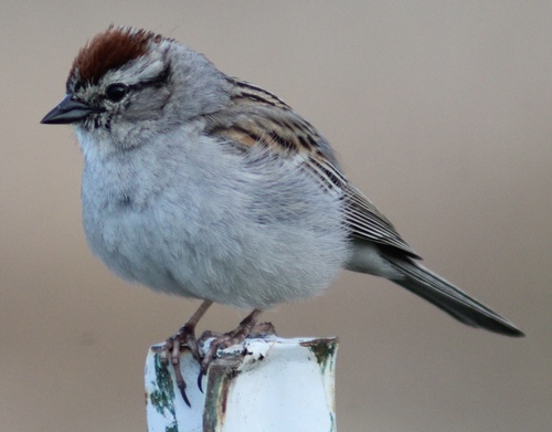 Chipping Sparrow, photo 7 of 10