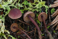 Pseudobaeospora deckeri