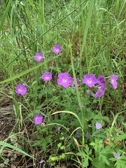 Geranium oreganum