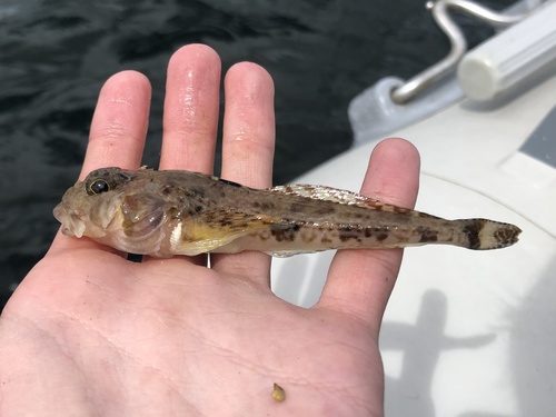 Lesser filamented sculpin (Icelinus tenuis) — Cottidae — 2
