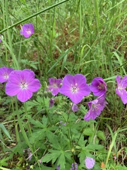 Geranium oreganum