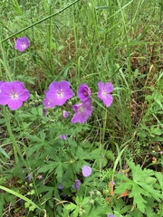Geranium oreganum
