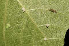 Homotoma ficus