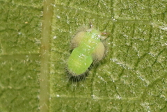Homotoma ficus