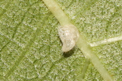 Homotoma ficus