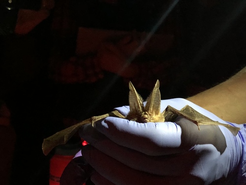 iNaturalist observation photo of Townsend's Big-eared Bat